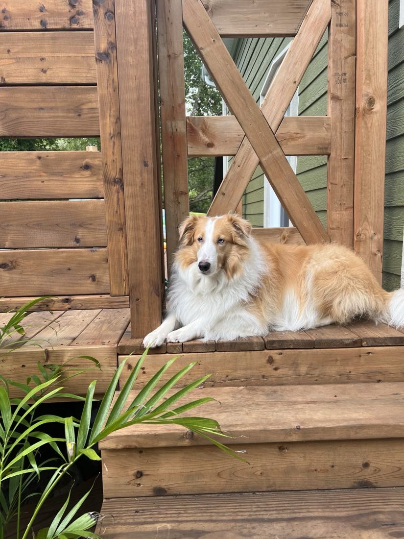 Séance d'éducation canine en renforcement positif à Victoriaville