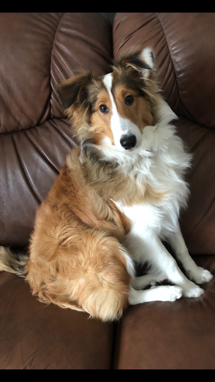 Chien attentif pendant un accompagnement en comportement canin