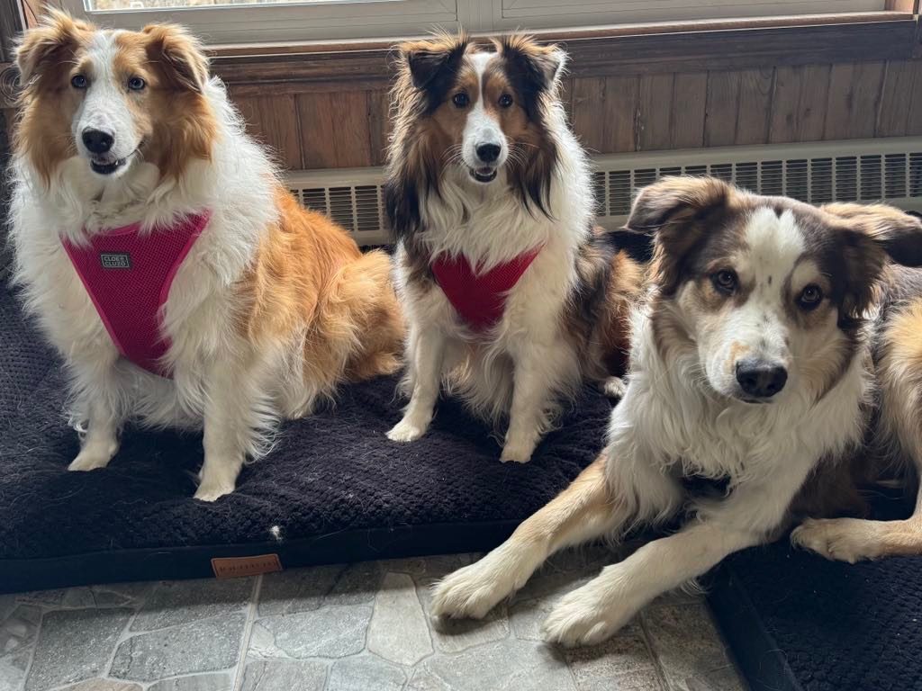 Complicité chien-humain après un suivi en éducation canine